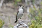 White-browed Ground-tyrant, Laguna de Laja N. P., Chile, November 2005 - click for larger image