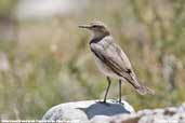 White-browed Ground-tyrant, Cajon del Maipo, Chile, January 2007 - click for larger image