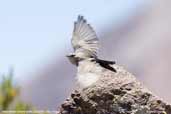 White-fronted Ground-tyrant, Lauca N. P., Chile, February 2007 - click for larger image