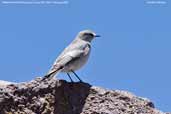 White-fronted Ground-tyrant, Lauca N. P., Chile, February 2007 - click for larger image