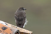 Plain-capped Ground-tyrant, Antisana Reserve, Napo , Ecuador, November 2019 - click for larger image