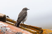 Plain-capped Ground-tyrant, Antisana Reserve, Napo , Ecuador, November 2019 - click for larger image