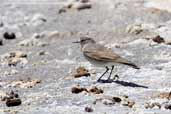 White-browed Ground-tyrant, Laguna Miñiques, Chile, January 2007 - click for larger image