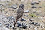 White-browed Ground-tyrant, Laguna Miñiques, Chile, January 2007 - click for larger image