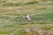 Puna Ground-tyrant, Lauca N.P., Chile, February 2007 - click for larger image