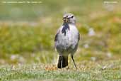 Puna Ground-tyrant, Lauca N.P., Chile, February 2007 - click for larger image