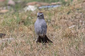 Puna Ground-tyrant, Cumbe Mayo, Cajamarca, Peru, October 2018 - click for larger image