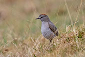 Puna Ground-tyrant, Cumbe Mayo, Cajamarca, Peru, October 2018 - click for larger image