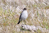 Dark-faced Ground-tyrant, Torres del Paine, Chile, November 2005 - click for larger image