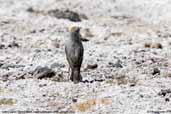 Puna Ground-tyrant, Laguna Miñiques, Chile, January 2007 - click for larger image