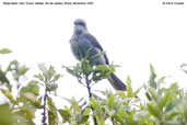 Shear-tailed Grey Tyrant, Itatiaia, Rio de Janeiro, Brazil, November 2008 - click for a larger image