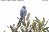 Shear-tailed Grey Tyrant, Itatiaia, Rio de Janeiro, Brazil, November 2008 - click for a larger image