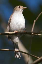 Cuban Solitaire, La Güira, Cuba, February 2005 - click for larger image