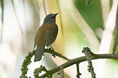 Andean Solitaire, Otun-Quimbaya, Risaralda, Colombia, April 2012 - click for larger image