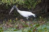 American Wood-ibis, Pantanal, Mato Grosso, Brazil, December 2006 - click for larger image