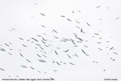 American Wood-ibis, Cristalino, Mato Grosso, Brazil, December 2006 - click for larger image