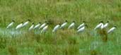 American Wood-ibis, Goiás, Brazil, February 2002 - click for larger image