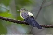 Black-tailed Flycatcher, Chapada de Araripe, Ceará, Brazil, October 2008 - click for larger image