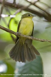 Black-tailed Flycatcher, Chapada de Araripe, Ceará, Brazil, October 2008 - click for larger image