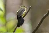 Black-tailed Flycatcher, Chapada de Araripe, Ceará, Brazil, October 2008 - click for larger image