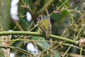 Eared Pygmy-tyrant, Parque do Zizo, São Paulo, Brazil, November 2006 - click for larger image