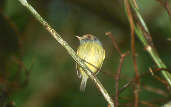 Eared Pygmy-tyrant, Reserva Volta Velha, Santa Catarina, Brazil, July 2001 - click for larger image