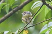 Eared Pygmy-tyrant, Intervales, São Paulo, Brazil, April 2004 - click for larger image