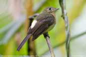 Whiskered Flycatcher, Ubatuba, São Paulo, Brazil, November 2006 - click for larger image