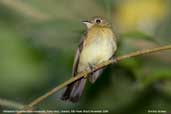 Whiskered Flycatcher, Ubatuba, São Paulo, Brazil, November 2006 - click for larger image