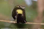 Whiskered Flycatcher, Ubatuba, São Paulo, Brazil, November 2006 - click for larger image