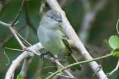 Female Grey Elaenia, Jaqueira, Pernambuco, Brazil, March 2004 - click for larger image