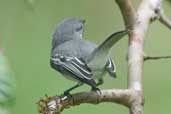 Male Grey Elaenia, Jaqueira, Pernambuco, Brazil, March 2004 - click for larger image