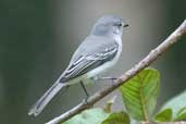 Male Grey Elaenia, Jaqueira, Pernambuco, Brazil, March 2004 - click for larger image