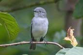 Male Grey Elaenia, Jaqueira, Pernambuco, Brazil, March 2004 - click for larger image