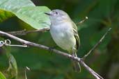 Female Grey Elaenia, Jaqueira, Pernambuco, Brazil, March 2004 - click for larger image