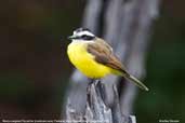 Rusty-margined Flycatcher, Pantanal, Mato Grosso, Brazil, December 2006 - click for larger image