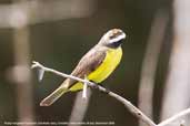 Rusty-margined Flycatcher, Pantanal, Mato Grosso, Brazil, December 2006 - click for larger image