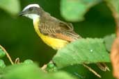 Rusty-margined Flycatcher, Caseara, Tocantins, Brazil, January 2002 - click for larger image