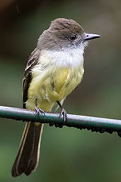 Pale-edged Flycatcher, Abra Patricia, Amazonas, Peru, October 2018 - click for larger image