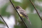 Pale-edged Flycatcher, San Isisdro, Napo, Ecuador, November 2019 - click for larger image