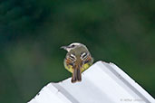 Golden-crowned Flycatcher, Otún-Quimbaya, Risaralda, Colombia, April 2012 - click for larger image