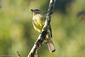 Golden-crowned Flycatcher, Otún-Quimbaya, Risaralda, Colombia, April 2012 - click for larger image