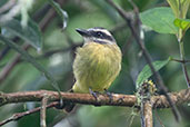 Golden-crowned Flycatcher, Bellavista Reserve, Pichincha, Ecuador, November 2022 - click for larger image