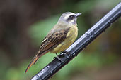 Golden-crowned Flycatcher, Bellavista Reserve, Pichincha, Ecuador, November 2022 - click for larger image