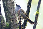 Russet-crowned Warbler, San Isisdro, Napo , Ecuador, November 2019 - click for larger image