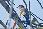 Great Crested Flycatcher, Tikal, Guatemala, March 2015 - click for larger image