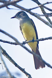 Great Crested Flycatcher, Tikal, Guatemala, March 2015 - click for larger image