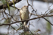 Mouse-grey Flycatcher, Jaen, Cajamarca, Peru, October 2018 - click for larger image