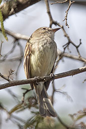 Mouse-grey Flycatcher, Jaen, Cajamarca, Peru, October 2018 - click for larger image