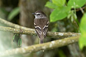 Mouse-grey Flycatcher, Rio Silanche, Pichincha, Ecuador, November 2019 - click for larger image